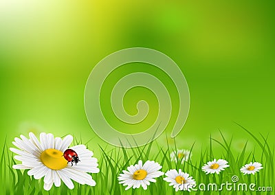 Daisy background Vector Illustration