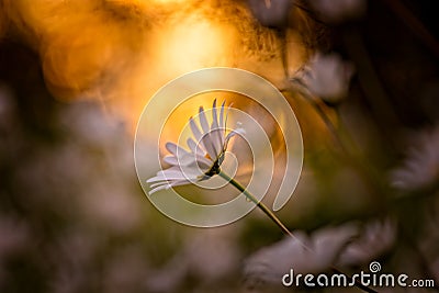 Daisy in backlight Stock Photo