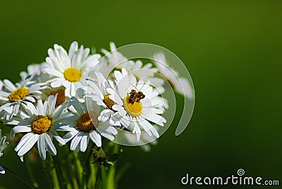 Daisy with bee Stock Photo