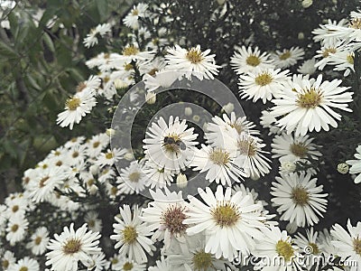 Daisy bee flowers Stock Photo