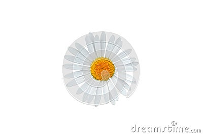 Daisy blossom isolated on white background Stock Photo
