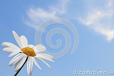 Daisy on blue sky Stock Photo