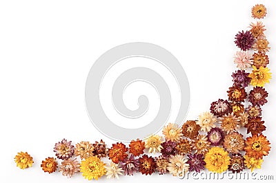 Daisy border Stock Photo