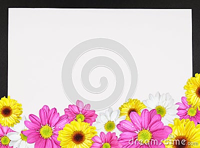 Daisy Border 2 Stock Photo