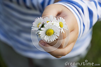 Daisy bouqet in child hand Stock Photo