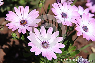 Daisy Bushes Flowers for Background Stock Photo