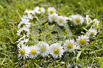 Daisy chain Stock Photo