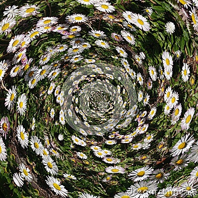 Daisy Chain Flowers Abstract Background Stock Photo