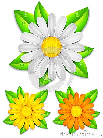 Daisy chamomile flowers. Vector Illustration