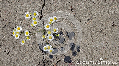Daisy through a crack in the asphalt top view. The concept of the power of nature and ecology.copyspace for text Stock Photo