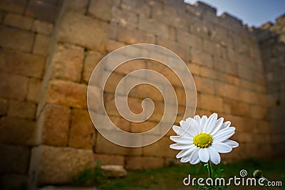 Daisy detail from the ancient city of Latmos Herakleia. Milas, Turkey. Besparmak Mountains. Temple of Athena walls Stock Photo