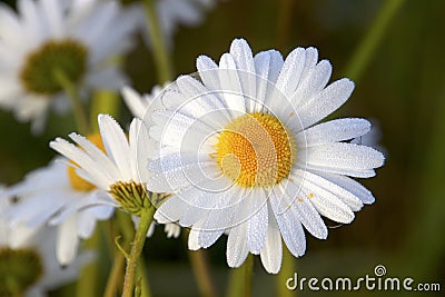 Daisy with dew drops from a cold night so lovely Stock Photo