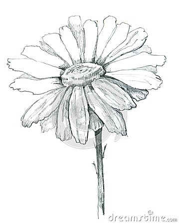 Daisy Draw Royalty Free Stock Image - Image: 19123886