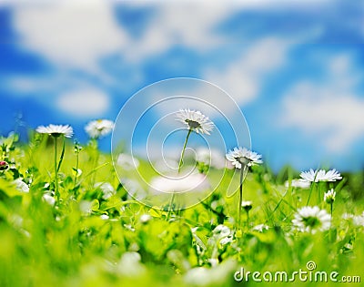 Daisy field Stock Photo