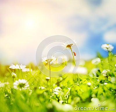 Daisy field Stock Photo