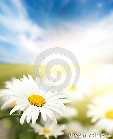 Daisy field Stock Photo