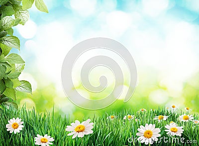 Daisy field in the sunny summer day. Stock Photo