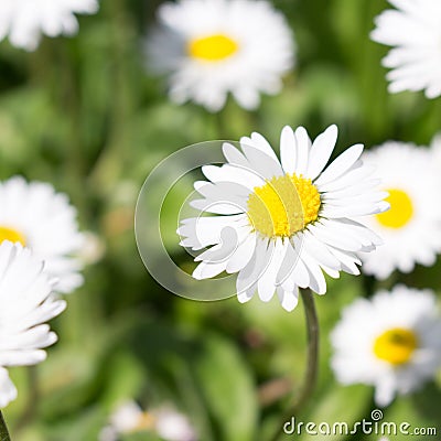 Daisy is first day of spring look like a a moon daisy and yellow eyes Stock Photo