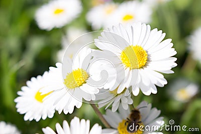 Daisy is first day of spring look like a a moon daisy and yellow eyes Stock Photo