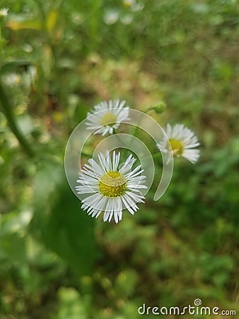 Daisy Fleabane blooms Stock Photo