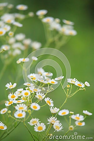 Daisy Fleabane Closeup Stock Photo