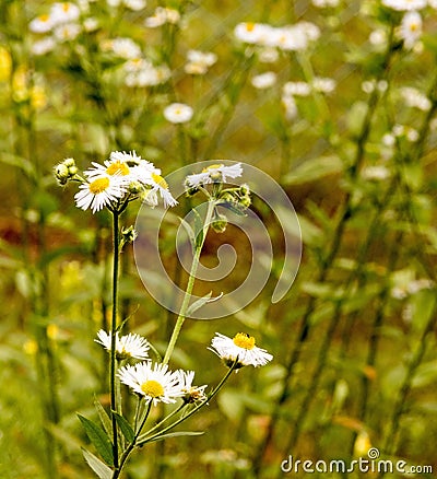 Daisy Fleabane, Erigeron annuus wildflower Stock Photo