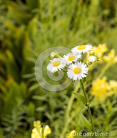 Daisy Fleabane, Erigeron annuus wildflower Stock Photo