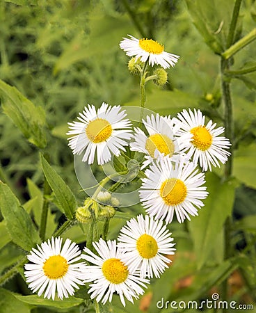 Daisy Fleabane flowers in Summer garden Stock Photo