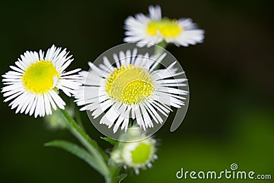 Daisy fleabane Stock Photo