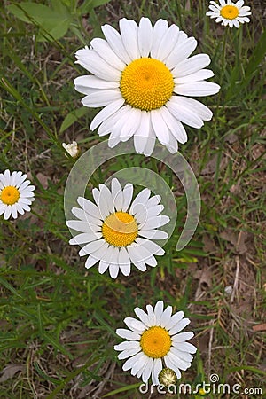 Daisy Fleabane Stock Photo