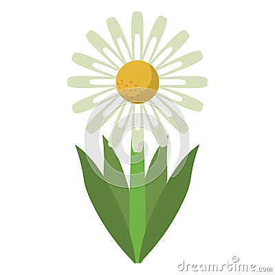 Daisy floral garden spring Vector Illustration