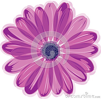 Daisy flower Vector Illustration