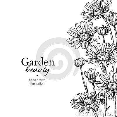 Daisy flower border drawing. Vector hand drawn engraved floral frame. Chamomile Vector Illustration