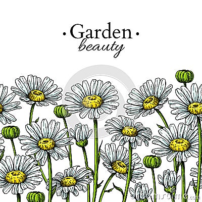 Daisy flower border drawing. Vector hand drawn floral seamless pattern. Chamomile Vector Illustration