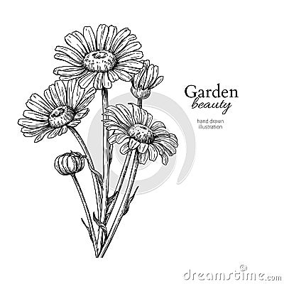 Daisy flower drawing. Vector hand drawn engraved floral set. Cha Vector Illustration