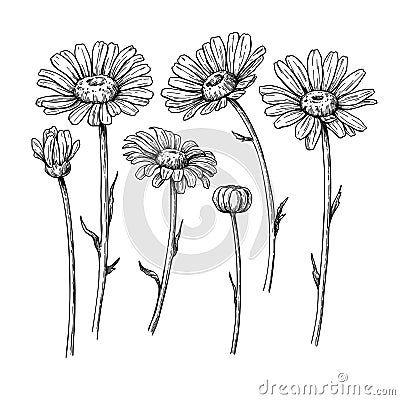 Daisy flower drawing. Vector hand drawn engraved floral set. Cha Vector Illustration