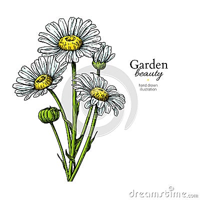 Daisy flower drawing. Vector hand drawn floral bouquet. Chamomile Vector Illustration