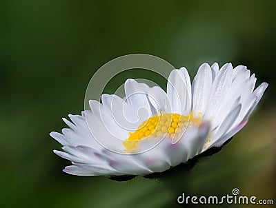 Daisy Stock Photo