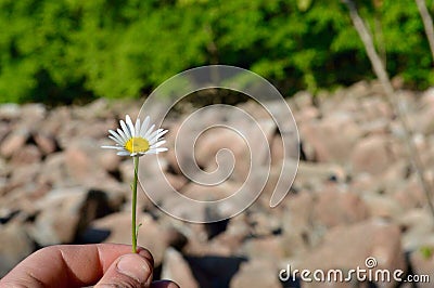 Man holding a small daisy outdoors Editorial Stock Photo