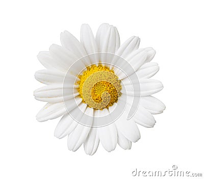 Daisy flower isolated with hand made clipping path Stock Photo