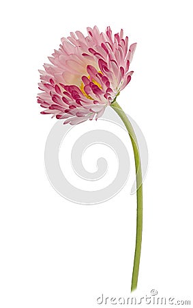 Daisy flower isolated on a white Stock Photo