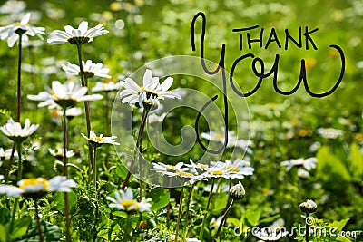 Daisy Flower Meadow, English Calligraphy Thank You Stock Photo