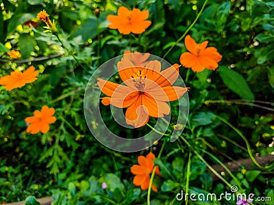 Daisy flower moment clicked garden Stock Photo