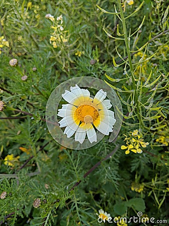 Daisy flower Stock Photo