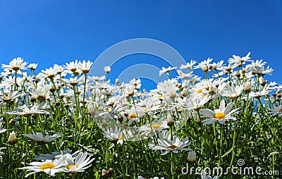 The daisy flower symbolizes innocence, a loyal love and gentleness. Daisy flower is a powerful healing herb that works great and Stock Photo