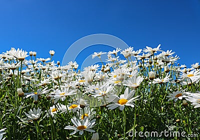 The daisy flower symbolizes innocence, a loyal love and gentleness. Daisy flower is a powerful healing herb that works great and Stock Photo