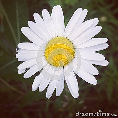 Daisy Flower Stock Photo