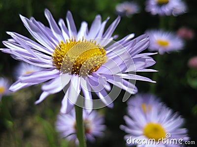 Daisy flowers Stock Photo