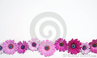 Daisy flowers Stock Photo