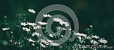 daisy flowers on a beautiful meadow. beautiful nature scene with blooming chamomile. Stock Photo